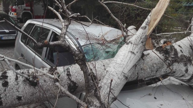 Дърво падна върху кола в София Инцидентът стана по обяд