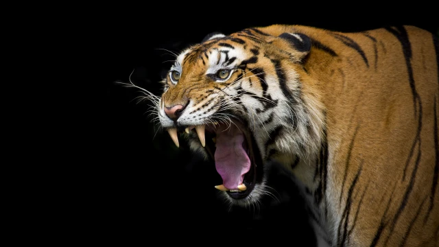 Млада индийка се бори с голи ръце с тигър за