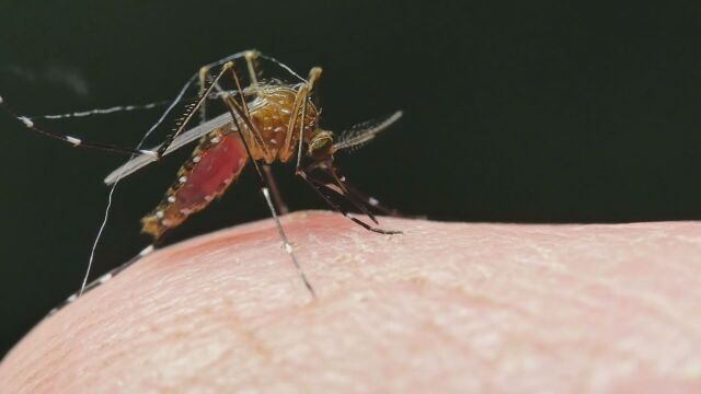 Комари виждаме всяка година през лятото Заради опасност от зарази