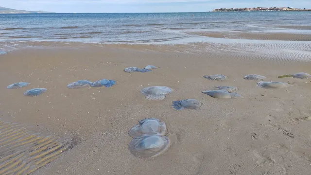 Мъртви медузи се появиха на брега в Бургаско след силното