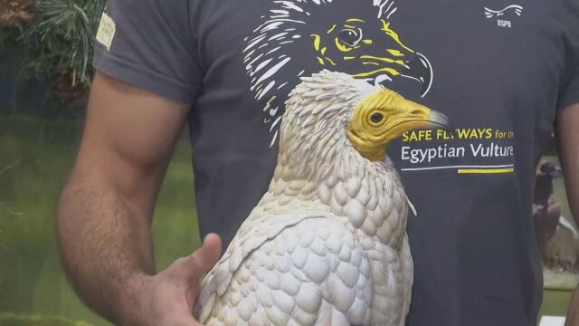 Рядък екземпляр на египетски лешояд бе открит застрелян край Джебел