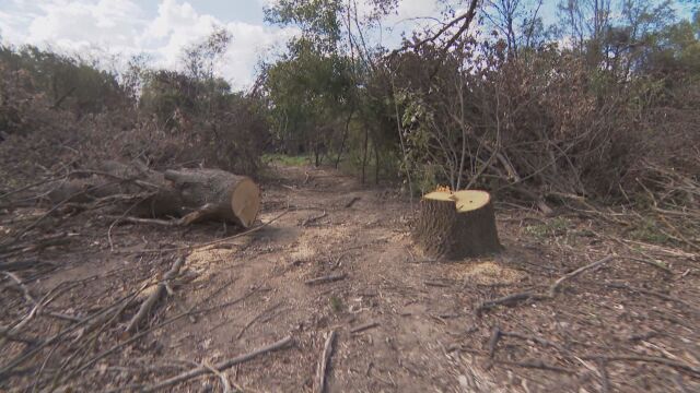 Някои села и региони са пред тотално обезлесяване Специален репортаж