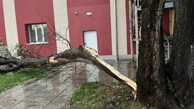 Дърво падна в двора с училище в София Причината е