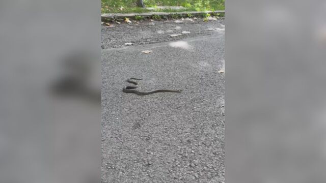 Змия се препича на слънце на асфалта в Южния парк