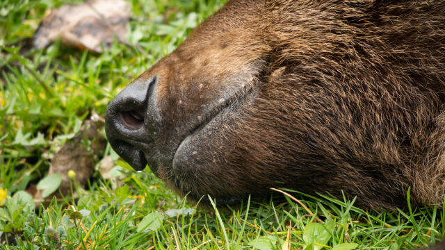 Убийството на застрашен вид кафява мечка близо до италиански национален