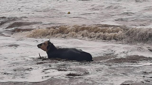 Хора спасиха крава от бурното море на къмпинг Гардения предаде