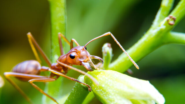 Червената огнена мравка която е един от най инвазивните видове