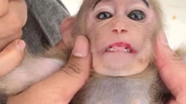 Хиляди маймунки са измъчвани докато са отглеждани в домашни условия