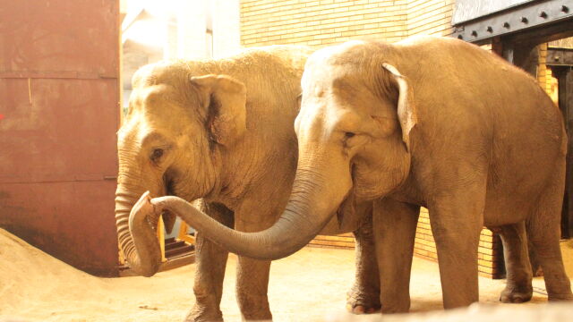 "Първа прашна баня": Слоновете Фрося и Луиза са новите обитатели на зоопарка в София (ВИДЕО)