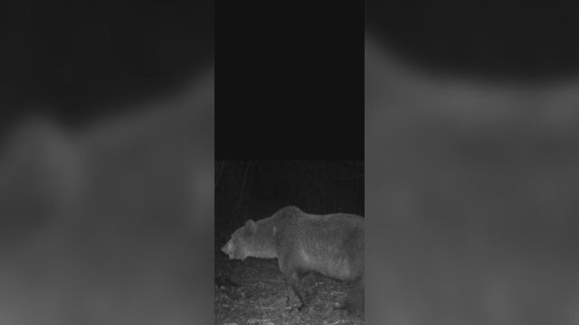 Ловец отстреля мечка след като нанесла множество щети и убила селскостопански