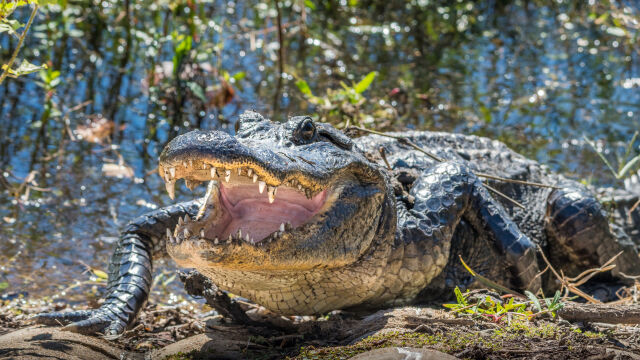 Изчезнала жена е открита в челюстите на алигатор във Флорида