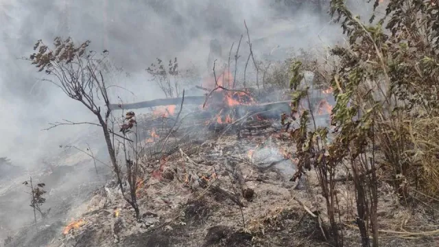 Пожар в гората край Белово