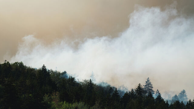 Зачестилите заради глобалното затопляне горски пожари в световен мащаб нанасят