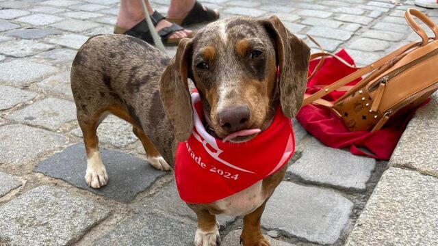 Парад на дакелите се проведе в германския град Регенсбург В