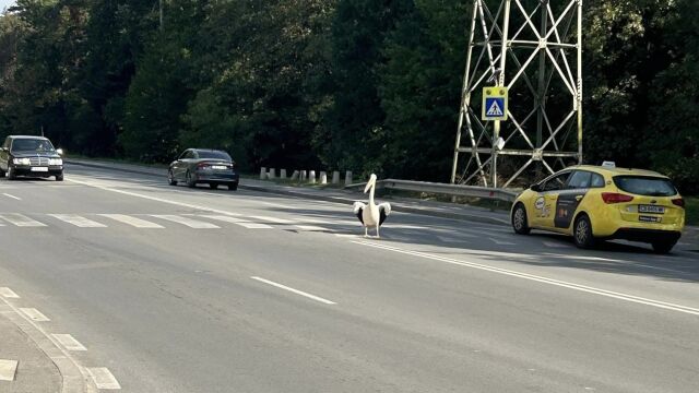 Пеликан пресичащ по пешеходна пътека на бул Симеоновско шосе изненада