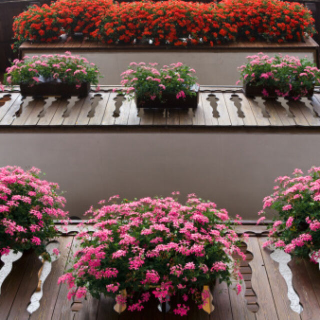 Цветните красавици на балкона