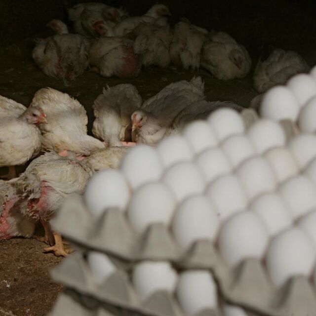 Гарантирана ли е безопасността на яйцата от Украйна?
