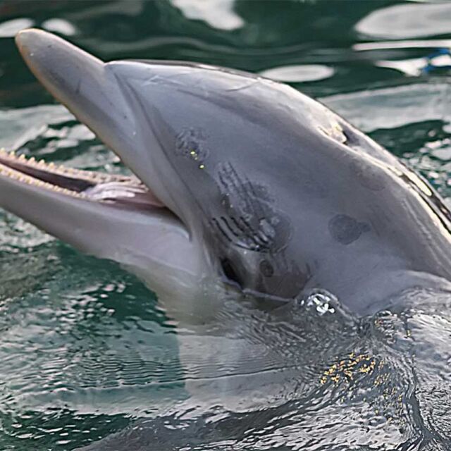 Сърфист засне как 100 делфина плуват до лодката му (ВИДЕО)