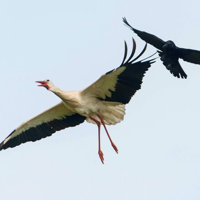  Пролетта доближава: Бургас посрещна първите си щъркели 