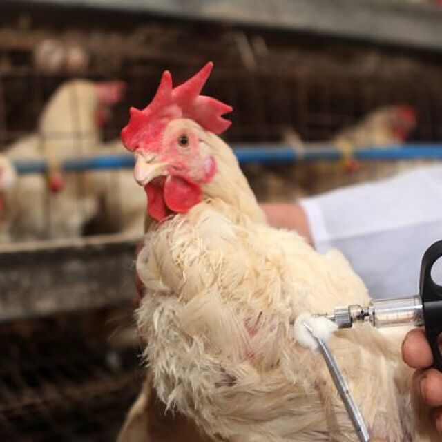 Камион изсипа умъртвени пилета от ферма с птичи грип в Хасково (СНИМКИ)