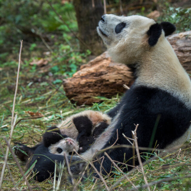 Канада връща на Китай две панди, защото не може да ги изхранва