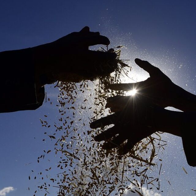 Украинското зърно: Производителите ни с опасения, че няма да успеят да продадат пшеницата си 