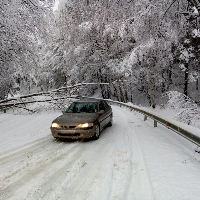Сняг, паднали дървета и остри завои на пътя до село Белчин (СНИМКИ)