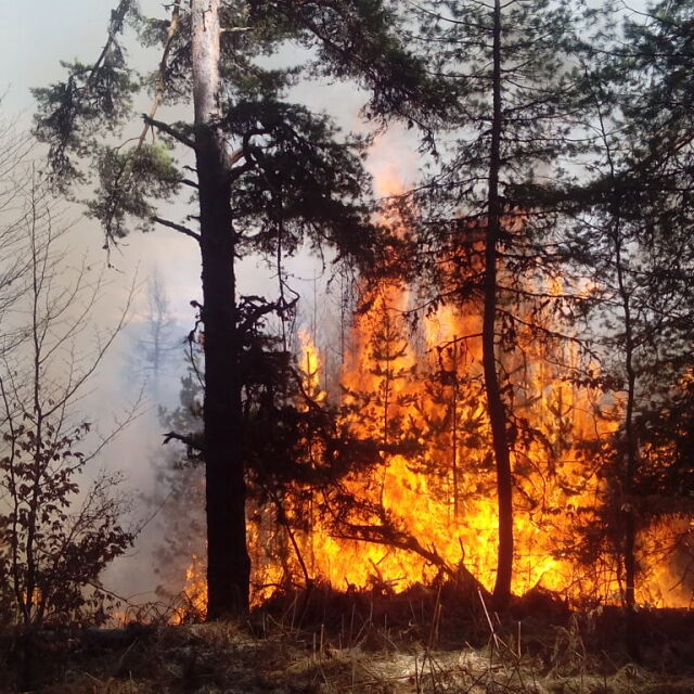 Голям пожар, пламнал в Македония, обхвана борова гора в Струмяни