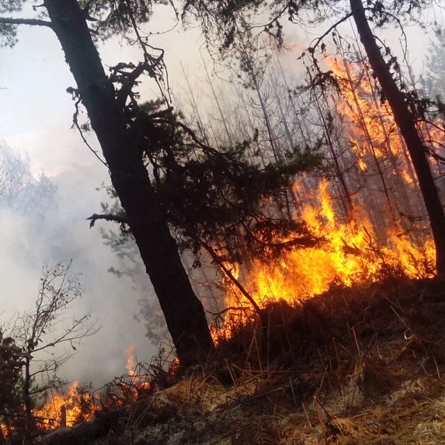 Пожарът в Струмяни е напълно овладян