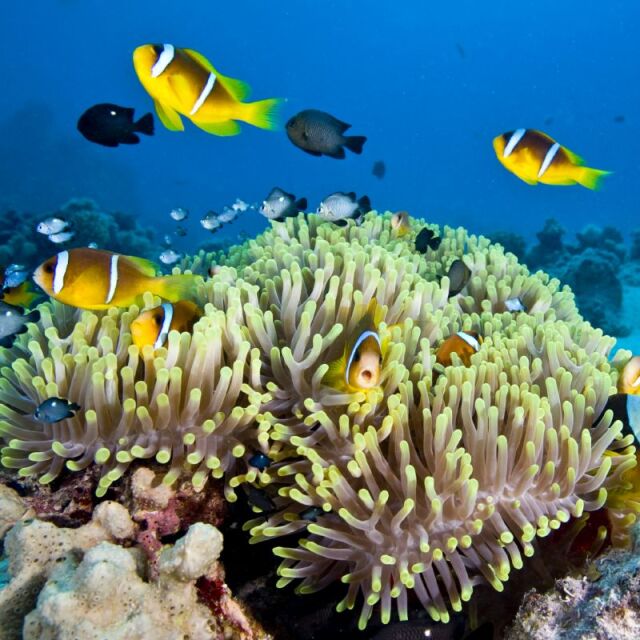Състоянието на Големия бариерен риф скара Австралия и ЮНЕСКО