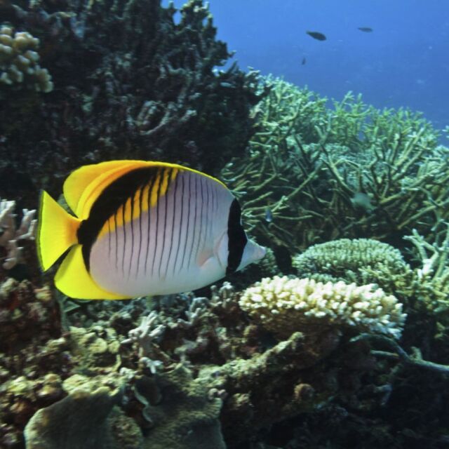 Учени замразиха корали от Големия бариерен риф