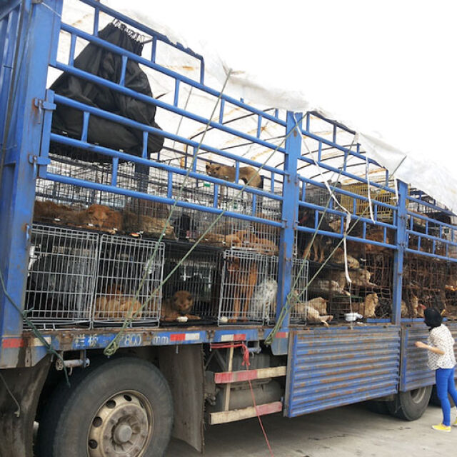 Тайван е първата азиатска страна, забранила кучешкото и котешкото месо