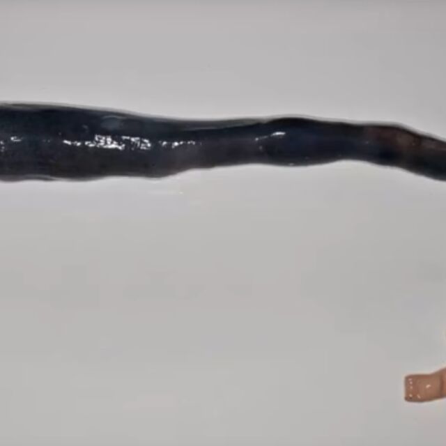 Учени за първи път откриха живи екземпляри от редкия вид корабен червей 