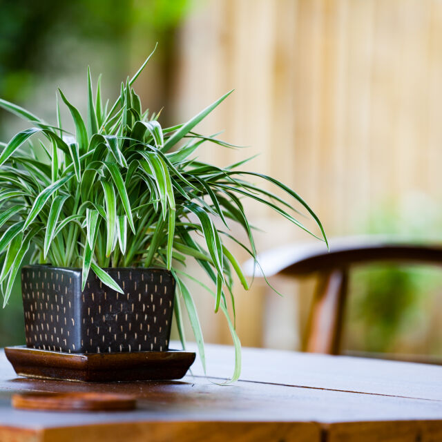 7 растения, които имат доказана полза за дома ви, и които със сигурност няма да убиете