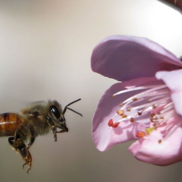 Срещу заплахата за пчелите: ЕС забранява най-използваните инсектициди 