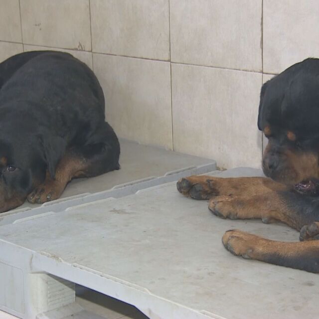 Прокуратурата иска постоянен арест за собственичката на кучетата, нахапали деца 