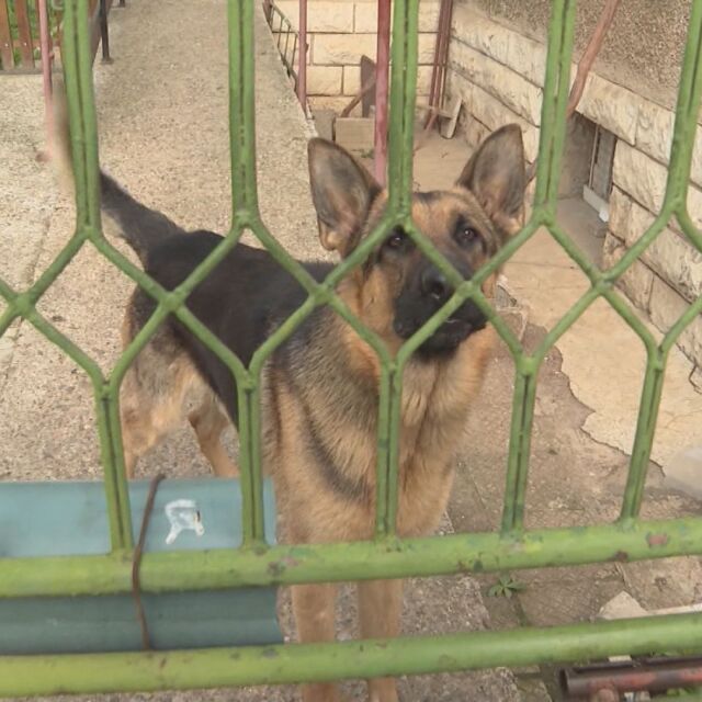 Домашно куче нахапа дете пред очите на стопанката си във Враца