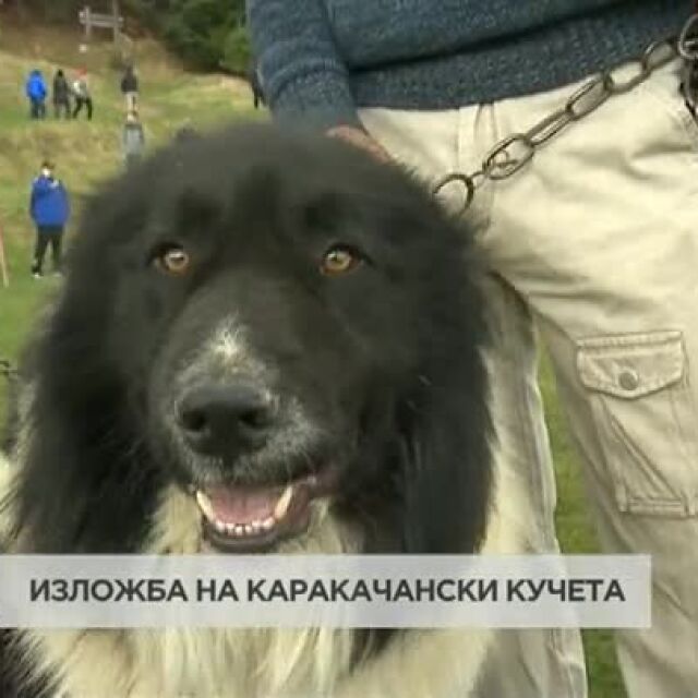 Изложба на каракачански кучета се провежда в Железница  