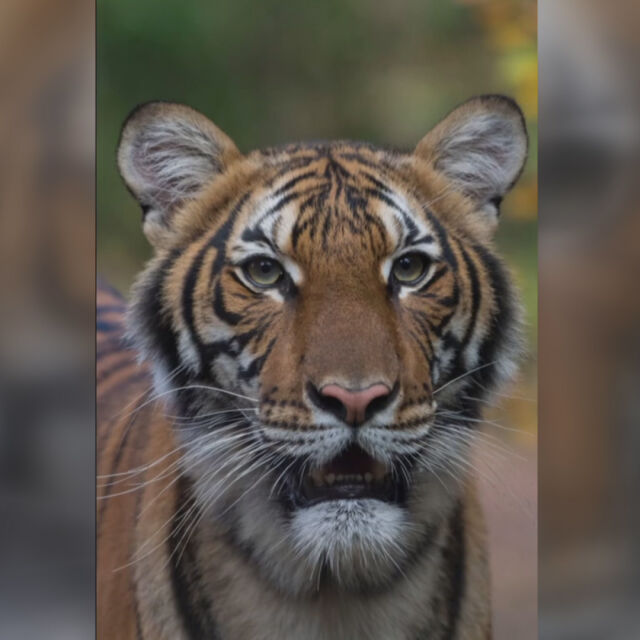 Тигър от зоологическа градина в Бронкс е с положителна проба за COVID-19