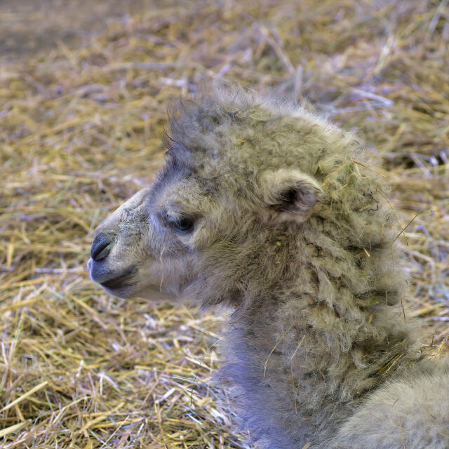 Бебета камили се родиха в Московския зоопарк (ВИДЕО)