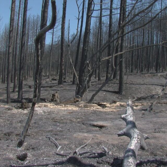 Надежда за новата гора: Ударно залесяват района в Пирин, изпепелен преди 4 години