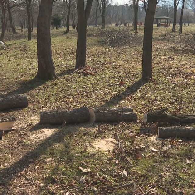 Тревога заради сеч на дървета в парк във Враца