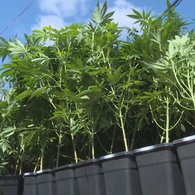 Високотехнологична оранжерия за марихуана откриха в бивш завод в Перник 