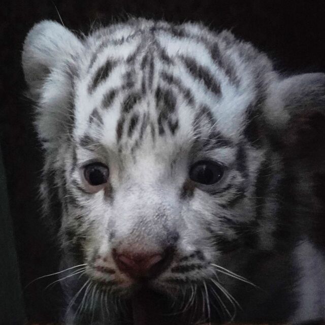 Четири бенгалски тигърчета, едно от които бяло, се родиха в зоопарк в Хавана