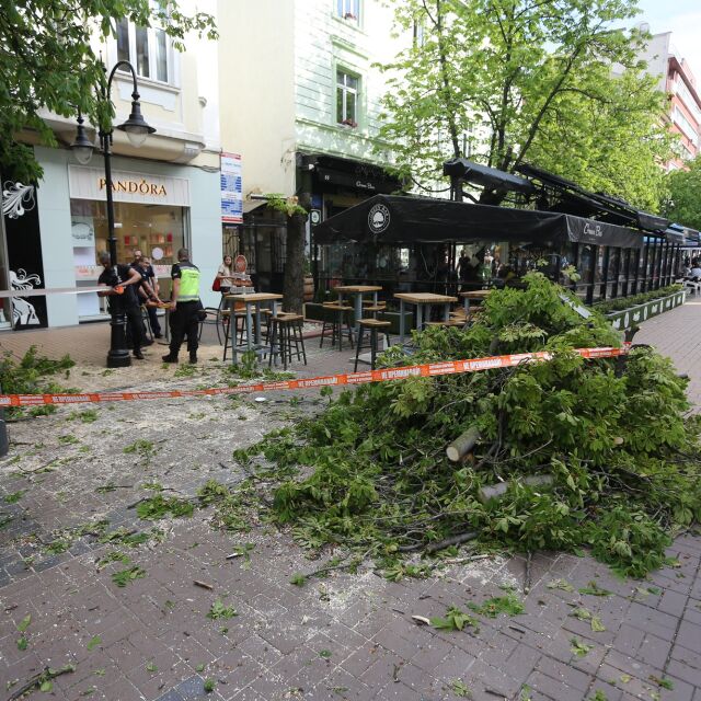 Дърво падна върху маси на заведение на софийския бул. „Витоша“