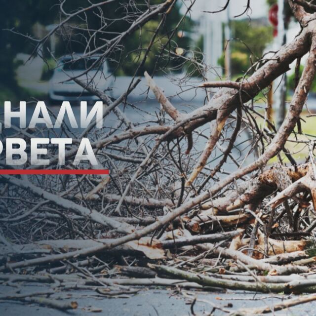 След ураганния вятър: Стотици скършени дървета, билборди и паднали ламарини в София