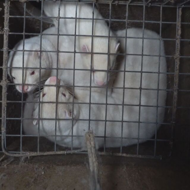 Ферма за норки отвътре: Кадри показват мизерията, в която се отглеждат животните