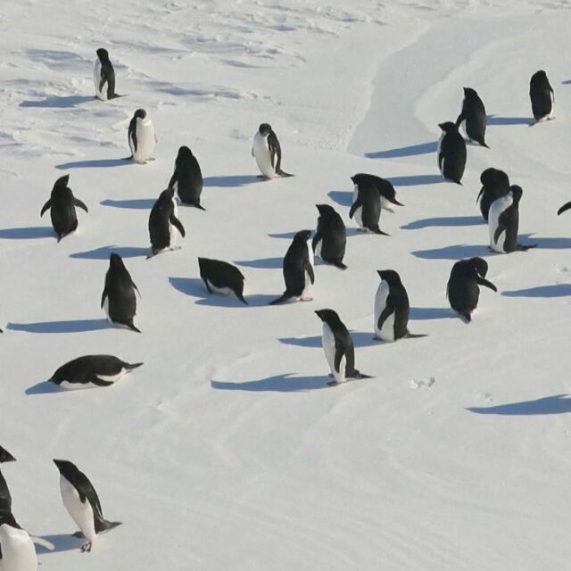 Как се забавляват пингвините от вида Адели (ВИДЕО)
