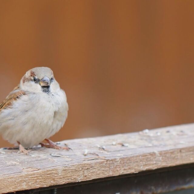  Предстои годишното броене на врабчетата у нас 