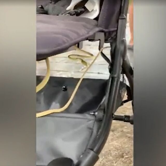 Дълга зелена змия се уви около бебешка количка в Тайланд (СНИМКИ)